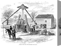 Swine, 19th Century Canvas Paintings - COTTON PRESS, 19th CENTURY by Others