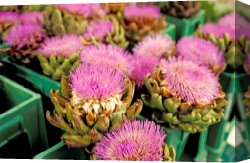 Germany: Berlin Canvas Paintings - Germany Aachen Munsterplatz Artichoke Flowers by Others