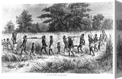 Swine, 19th Century Canvas Paintings - SLAVE TRADE: 19th CENTURY by Others