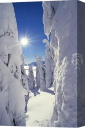 Cold Canvas Paintings - Snowscape Snow Covered Trees And Bright Sun by Others