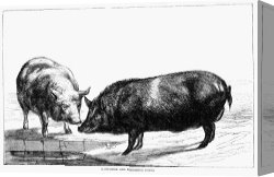 Swine, 19th Century Canvas Paintings - SWINE, 19th CENTURY by Others