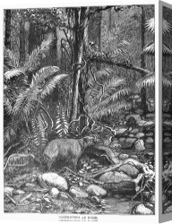 Wild Boars Canvas Paintings - Wild Boar by Others