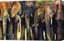 Paul Kruger (1825-1904) Canvas Prints - Elephant Herd by Paul Dene Marlor