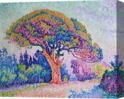Paul Kruger (1825-1904) Canvas Prints - The Pine Tree at Saint Tropez by Paul Signac