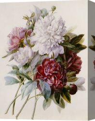 Red And White Canvas Prints - A Bouquet Of Red Pink And White Peonies by Pierre Joseph Redoute