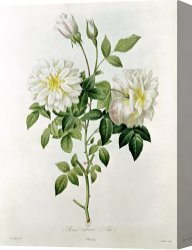 Redoute Canvas Paintings - Aime Vibere by Pierre Joseph Redoute