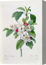 Redoute Canvas Paintings - Apple Blossom by Pierre Joseph Redoute