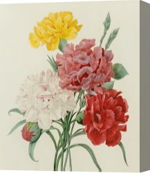 Belle Du Jour Canvas Prints - Carnations From Choix Des Plus Belles Fleures by Pierre Joseph Redoute