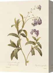 Redoute Canvas Paintings - Forget Me Not by Pierre Joseph Redoute