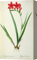 Redoute Canvas Paintings - Gladiolus Cardinalis by Pierre Joseph Redoute