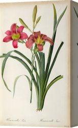 Redoute Canvas Paintings - Hemerocallis fulva by Pierre Joseph Redoute