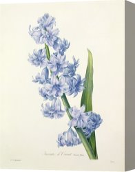Redoute Canvas Paintings - Hyacinth by Pierre Joseph Redoute