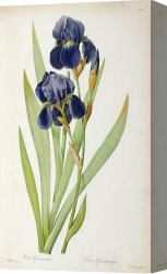 Redoute Canvas Paintings - Iris Germanica by Pierre Joseph Redoute