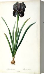 Redoute Canvas Paintings - Iris Luxiana by Pierre Joseph Redoute