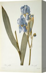 Redoute Canvas Paintings - Iris Pallida by Pierre Joseph Redoute