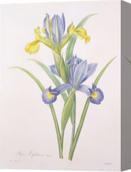 Redoute Canvas Paintings - Iris xiphium by Pierre Joseph Redoute