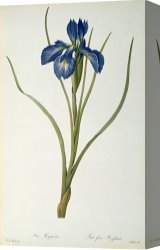 Redoute Canvas Paintings - Iris Xyphioides by Pierre Joseph Redoute