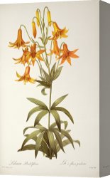 Redoute Canvas Paintings - Lilium Penduliflorum by Pierre Joseph Redoute