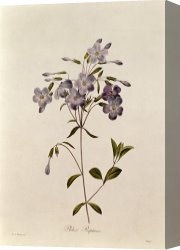 Redoute Canvas Paintings - Phlox reptans by Pierre Joseph Redoute