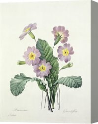 Redoute Canvas Paintings - Primrose by Pierre Joseph Redoute