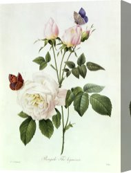 Redoute Canvas Paintings - Rosa Bengale the Hymenes by Pierre Joseph Redoute