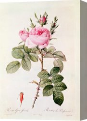 Redoute Canvas Paintings - Rosa Bifera Officinalis by Pierre Joseph Redoute