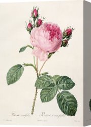 Redoute Canvas Paintings - Rosa Centifolia by Pierre Joseph Redoute