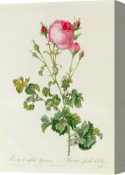 Redoute Canvas Paintings - Rosa Centifolia Bipinnata by Pierre Joseph Redoute