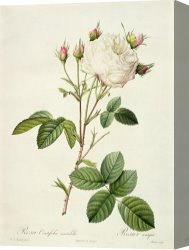 Redoute Canvas Paintings - Rosa Centifolia Mutabilis by Pierre Joseph Redoute