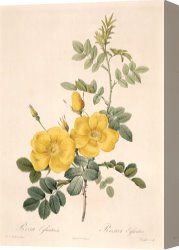 Redoute Canvas Paintings - Rosa Eglanteria by Pierre Joseph Redoute