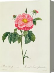 Redoute Canvas Paintings - Rosa Gallica Flore Marmoreo by Pierre Joseph Redoute