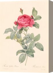 Redoute Canvas Paintings - Rosa Gallica Pontiana by Pierre Joseph Redoute