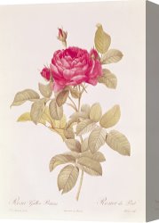 Redoute Canvas Paintings - Rosa Gallica Pontiana by Pierre Joseph Redoute