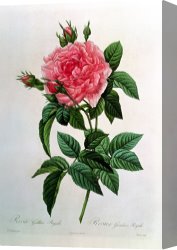 Redoute Canvas Paintings - Rosa Gallica Regallis by Pierre Joseph Redoute