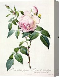 Redoute Canvas Paintings - Rosa Indica Fragrans by Pierre Joseph Redoute