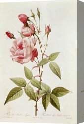 Redoute Canvas Paintings - Rosa Indica Vulgaris by Pierre Joseph Redoute