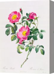 Redoute Canvas Paintings - Rosa Lumila by Pierre Joseph Redoute