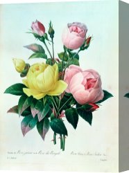 Redoute Canvas Paintings - Rosa Lutea and Rosa Indica by Pierre Joseph Redoute