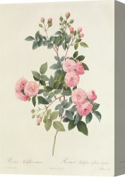 Redoute Canvas Paintings - Rosa Multiflora Carnea by Pierre Joseph Redoute
