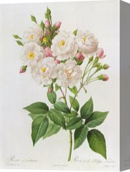 Redoute Canvas Paintings - Rosa Noisettiana by Pierre Joseph Redoute