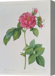 Redoute Canvas Paintings - Rosa Turbinata by Pierre Joseph Redoute