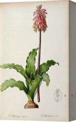 Redoute Canvas Paintings - Veltheimia Capensis by Pierre Joseph Redoute