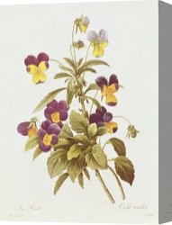 Redoute Canvas Paintings - Viola Tricolour by Pierre Joseph Redoute