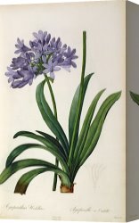 Redoute Canvas Paintings - Agapanthus umbrellatus by Pierre Redoute