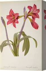 Redoute Canvas Paintings - Amaryllis Brasiliensis by Pierre Redoute