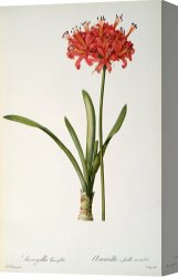 Redoute Canvas Paintings - Amaryllis Curvifolia by Pierre Redoute