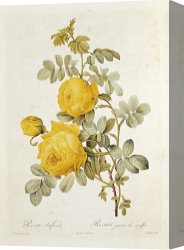 Redoute Canvas Paintings - Rosa Sulfurea by Pierre Redoute