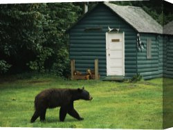 Raymond Gehman Canvas Prints - A Black Bear Looks for a Meal on The Grounds of The Taku Glacier Lodge by Raymond Gehman