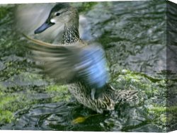 Wing of a Blue Roller Canvas Prints - A Blue Winged Teal Duck Flapping It's Wings by Raymond Gehman