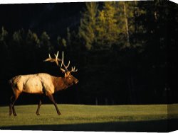 Hotel Canvas Prints - A Bull Elk Crosses a Fairway at The Banff Springs Hotel by Raymond Gehman